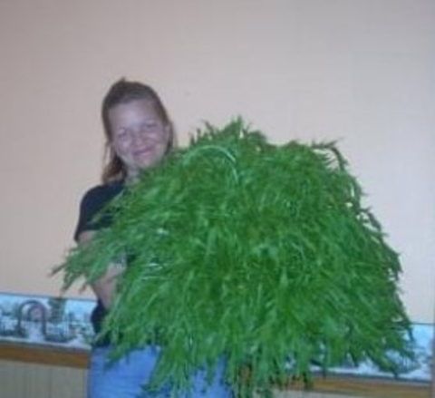 A woman holds up green mizuna, which looks like a huge bright green cheerleader pom pom.